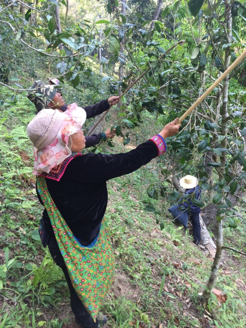 2018 Prestigious Bai Cha Yuan Ancient Tree Raw Pu-erh Tea