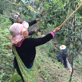 2018 Prestigious Bai Cha Yuan Ancient Tree Raw Pu-erh Tea
