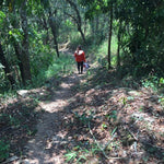 2018 Prestigious Bai Cha Yuan Ancient Tree Raw Pu-erh Tea