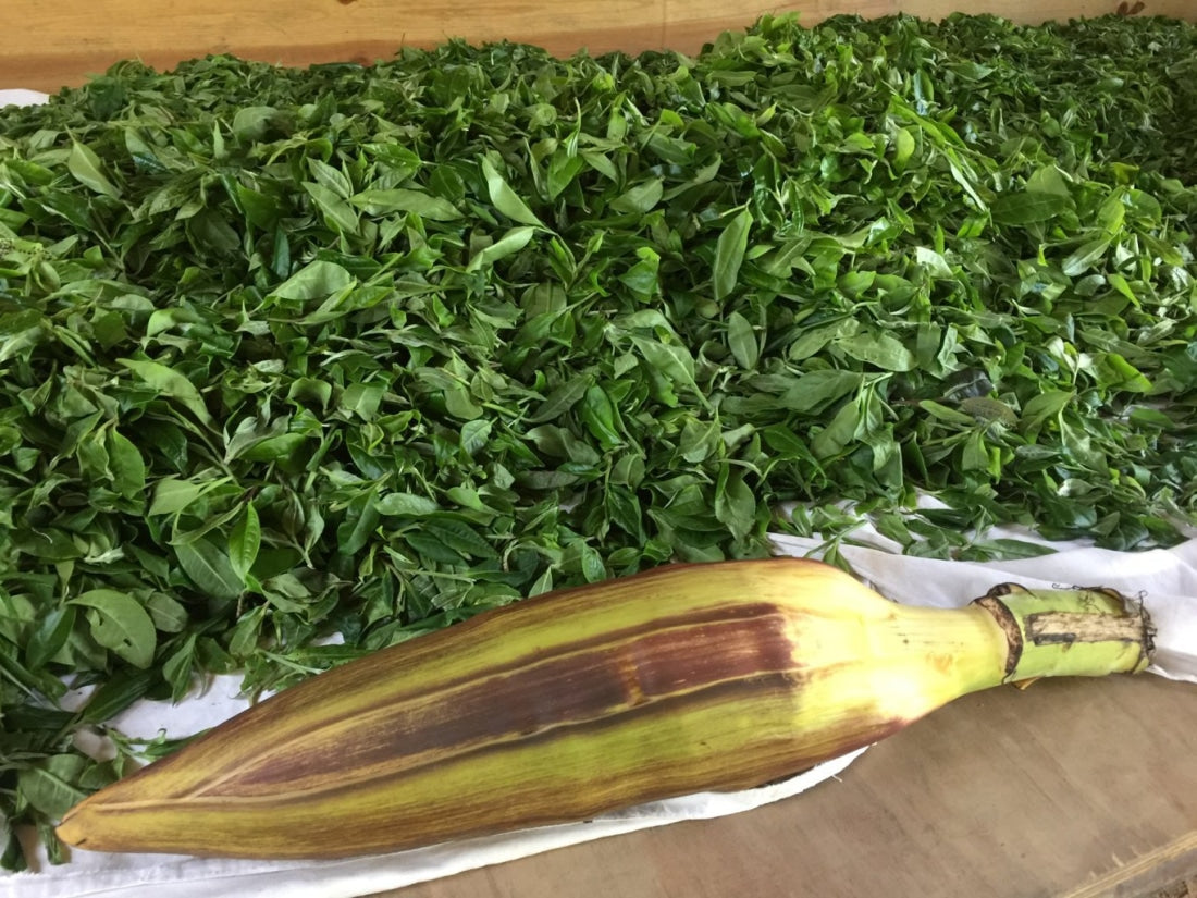 2018 Prestigious Bai Cha Yuan Ancient Tree Raw Pu-erh Tea