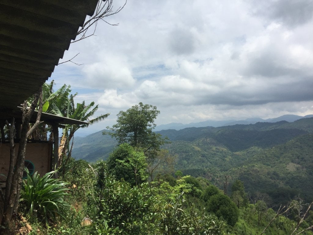 2018 Luo Shui Dong Village Arbor Tree Sheng Pu-erh Tea