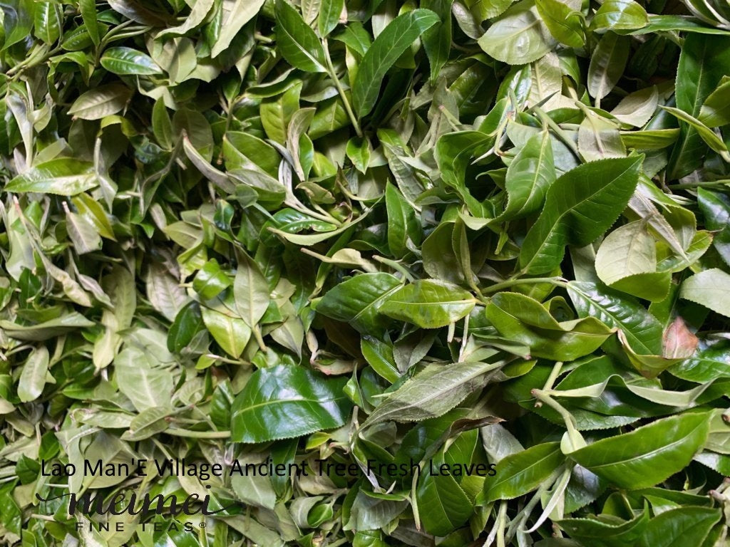 2019 Lao Man E Ancient Tree Sheng Raw Pu’erh Tea Cake