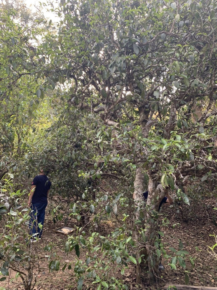 2019 Lao Man E Ancient Tree Sheng Raw Pu’erh Tea Cake