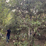 2019 Lao Man E Ancient Tree Sheng Raw Pu’erh Tea Cake