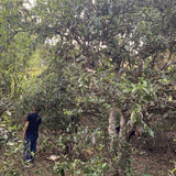 2019 Lao Man E Ancient Tree Sheng Raw Pu’erh Tea Cake