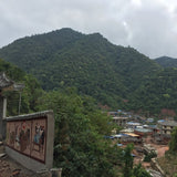 2019 Pristine Gua Feng Zhai Abor Tree Sheng Pu-erh Tea