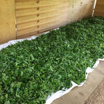 2019 Yiwu National Forest Ancient Tree Sheng Pu-erh Tea Guo You Lin