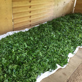 2019 Yiwu National Forest Ancient Tree Sheng Pu-erh Tea Guo You Lin