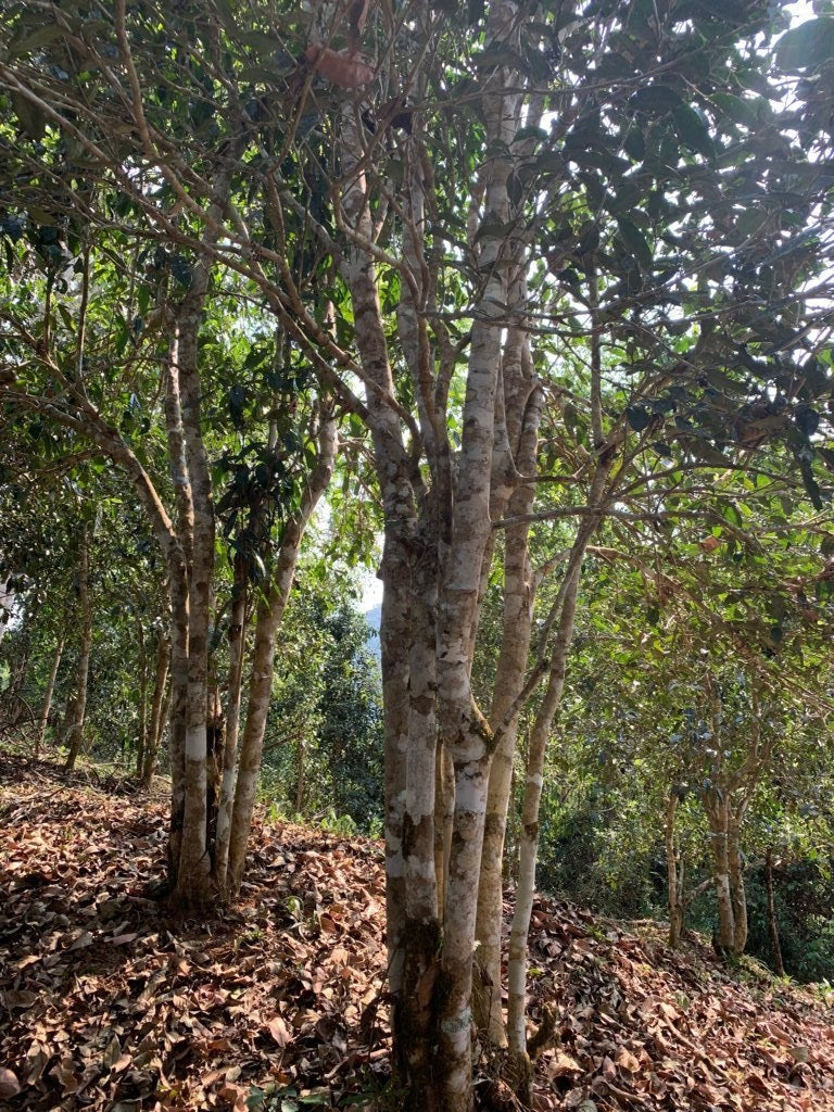 Pu-erh Tea - 2019 Yiwu National Forest Ancient Tree Sheng Guo You Lin