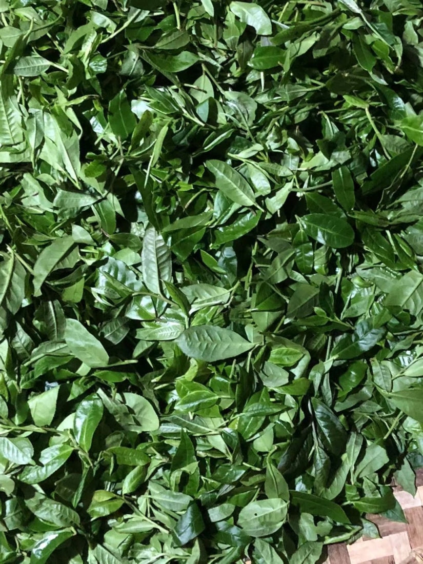 Duo Yi Shu National Forest Raw Pu-erh Tea