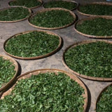 Duo Yi Shu National Forest Raw Pu-erh Tea