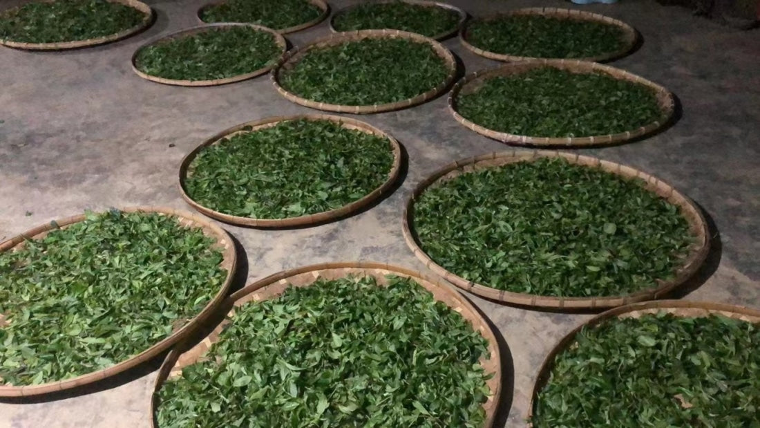 Duo Yi Shu National Forest Raw Pu-erh Tea