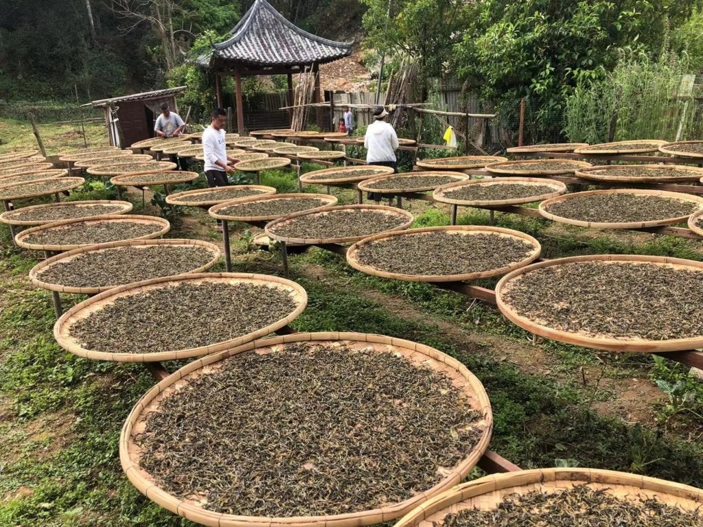 Duo Yi Shu National Forest Raw Pu-erh Tea