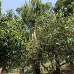 2023 Hua Zhu Liang Zi Bamboo Ridge Ancient Tree Raw Pu-erh Tea
