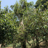 2023 Hua Zhu Liang Zi Bamboo Ridge Ancient Tree Raw Pu-erh Tea