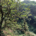 2023 Hua Zhu Liang Zi Bamboo Ridge Ancient Tree Raw Pu-erh Tea