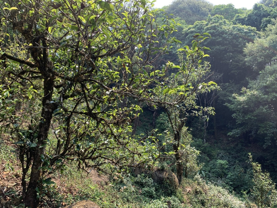 2023 Hua Zhu Liang Zi Bamboo Ridge Ancient Tree Raw Pu-erh Tea