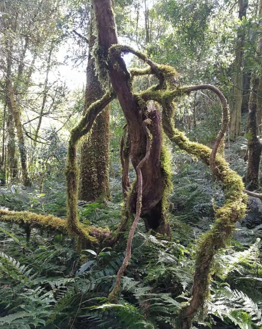 2023 Hua Zhu Liang Zi Bamboo Ridge Ancient Tree Raw Pu-erh Tea