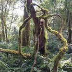 2023 Hua Zhu Liang Zi Bamboo Ridge Ancient Tree Raw Pu-erh Tea