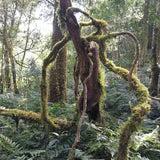 2023 Hua Zhu Liang Zi Bamboo Ridge Ancient Tree Raw Pu-erh Tea