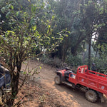 2023 Hua Zhu Liang Zi Bamboo Ridge Ancient Tree Raw Pu-erh Tea