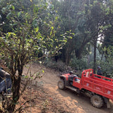2023 Hua Zhu Liang Zi Bamboo Ridge Ancient Tree Raw Pu-erh Tea