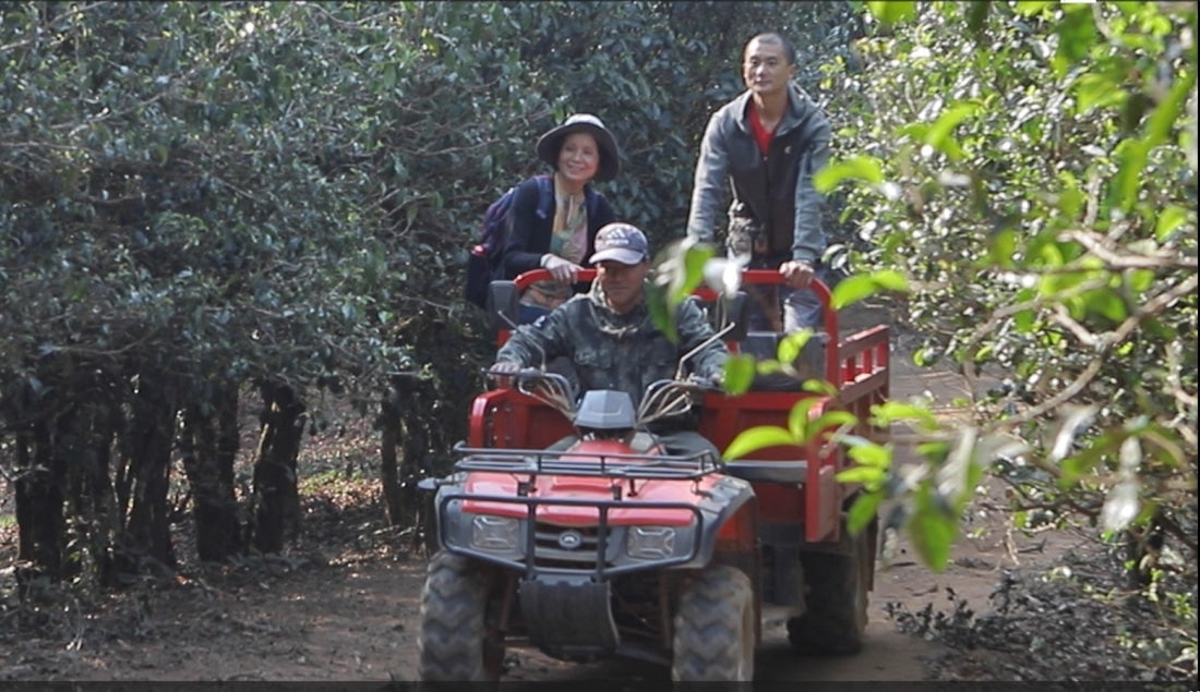 2023 Hua Zhu Liang Zi Bamboo Ridge Ancient Tree Raw Pu-erh Tea