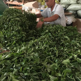 2023 Yiwu Mahei Arbor Tree Sheng Pu-erh Tea 100g cake