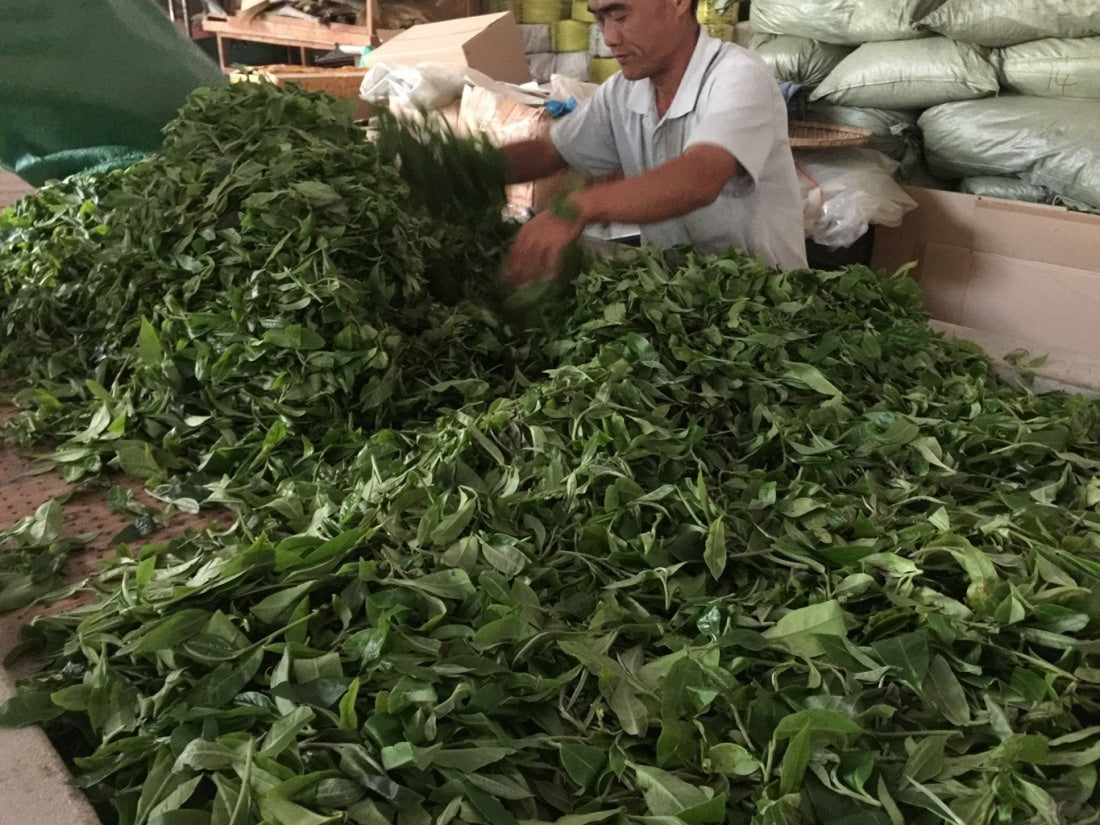 2023 Yiwu Mahei Arbor Tree Sheng Pu-erh Tea 100g cake