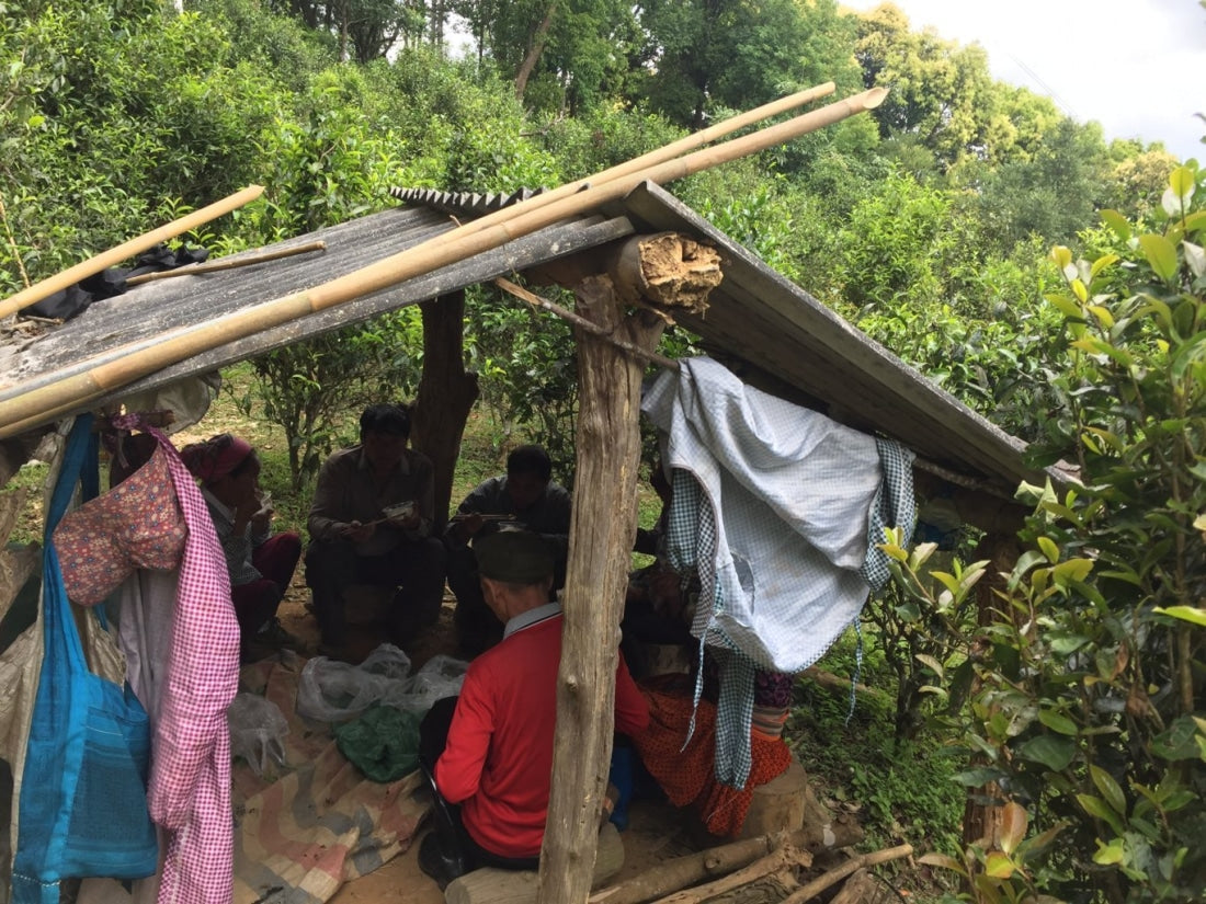 2023 Yiwu Mahei Arbor Tree Sheng Pu-erh Tea 100g cake