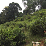 2023 Yiwu Mahei Arbor Tree Sheng Pu-erh Tea 100g cake