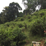 2023 Yiwu Mahei Arbor Tree Sheng Pu-erh Tea 100g cake