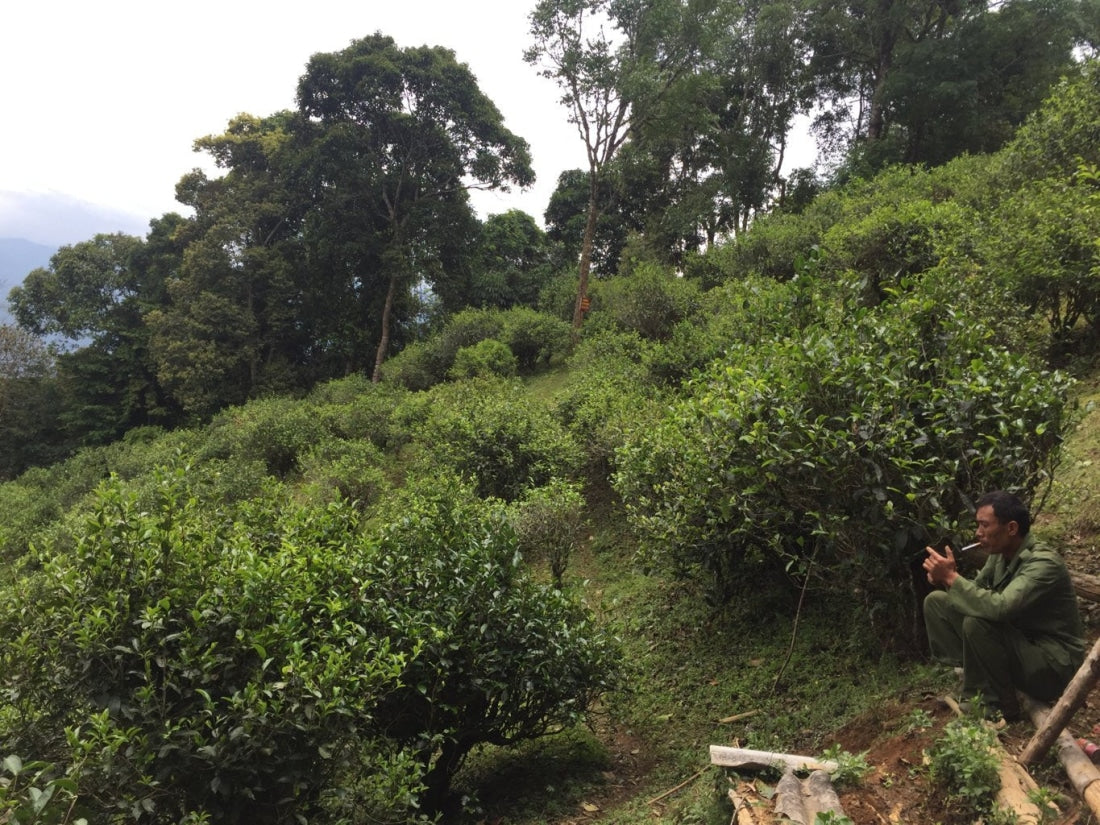 2023 Yiwu Mahei Arbor Tree Sheng Pu-erh Tea 100g cake