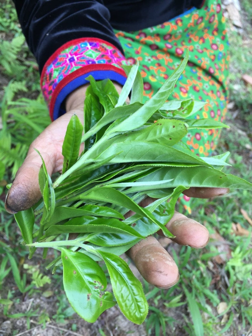 2023 Yiwu Mahei Arbor Tree Sheng Pu-erh Tea 100g cake