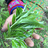 2023 Yiwu Mahei Arbor Tree Sheng Pu-erh Tea 100g cake