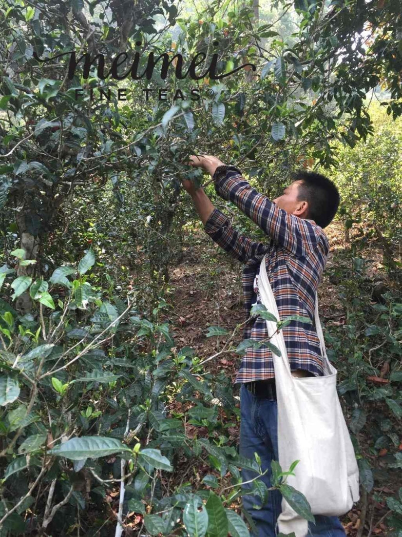 2016 Nannuo Mountain Ancient Tree Raw Pu’erh Tea Mao Cha