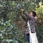 2016 Nannuo Mountain Ancient Tree Raw Pu’erh Tea Mao Cha