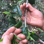 2016 Nannuo Mountain Ancient Tree Raw Pu’erh Tea Mao Cha