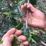 2016 Nannuo Mountain Ancient Tree Raw Pu’erh Tea Mao Cha