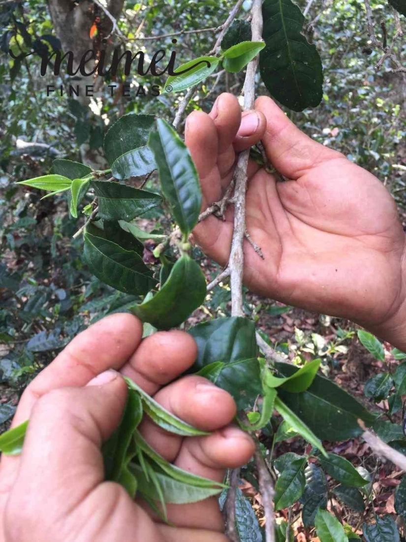 2016 Nannuo Mountain Ancient Tree Raw Pu’erh Tea Mao Cha