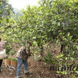 Meimei Brand Bing Dao Ancient Tree Raw Pu’erh Tea