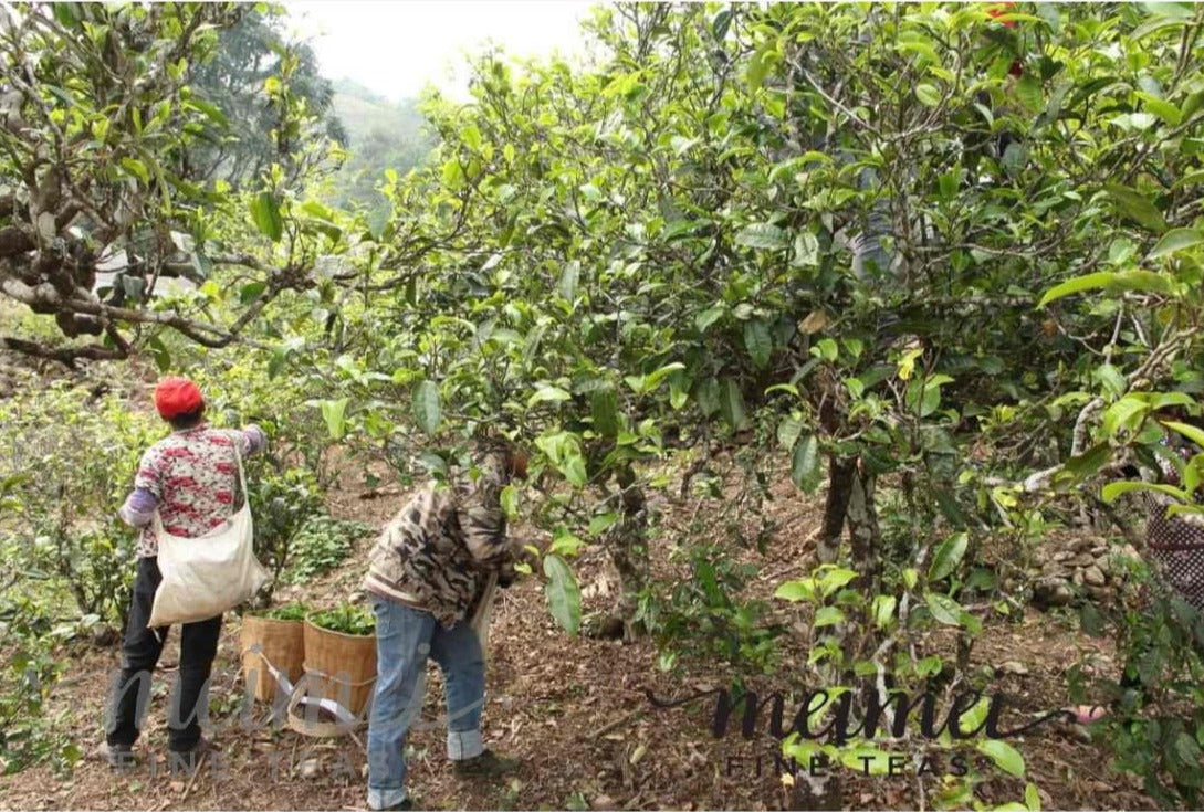 Meimei Brand Bing Dao Ancient Tree Raw Pu’erh Tea