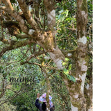 2019 He Kai Ancient Tree Gushu Raw Pu-erh Tea