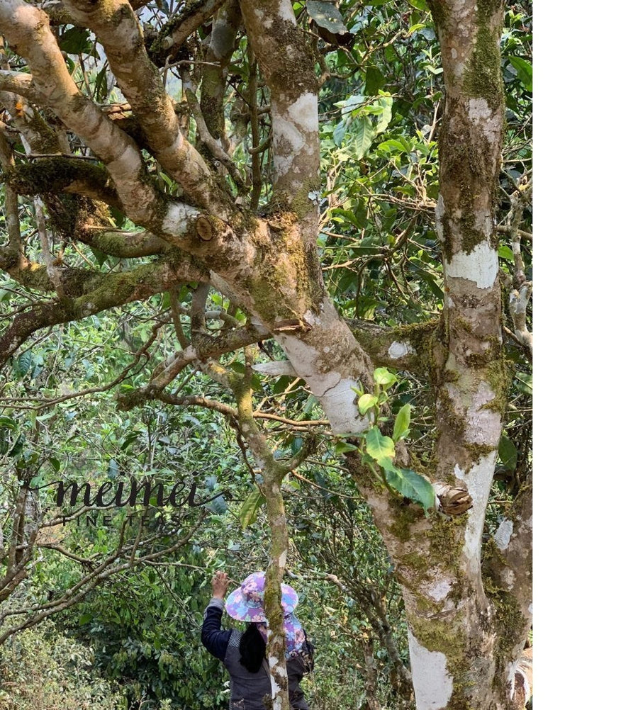 Pu-erh Tea - 2019 Meng Hai He Kai Ancient Tree Gushu Sheng Raw Pu-erh