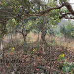 2019 He Kai Ancient Tree Gushu Raw Pu-erh Tea