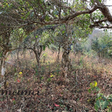 2019 He Kai Ancient Tree Gushu Raw Pu-erh Tea