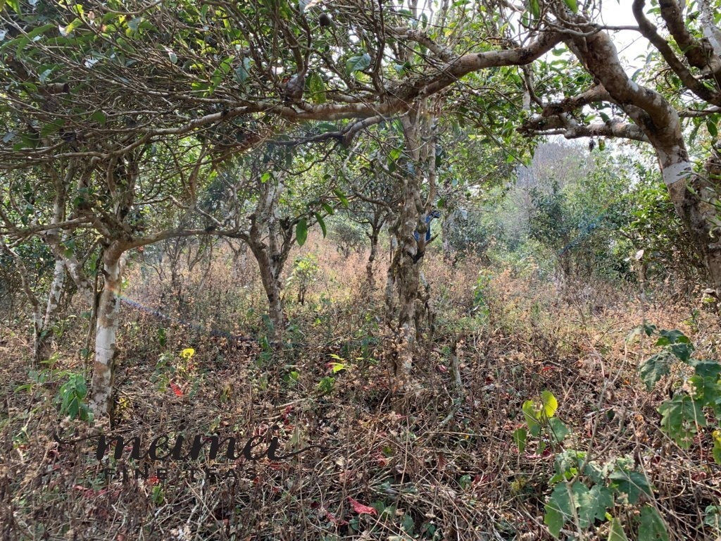 2019 He Kai Ancient Tree Gushu Raw Pu-erh Tea