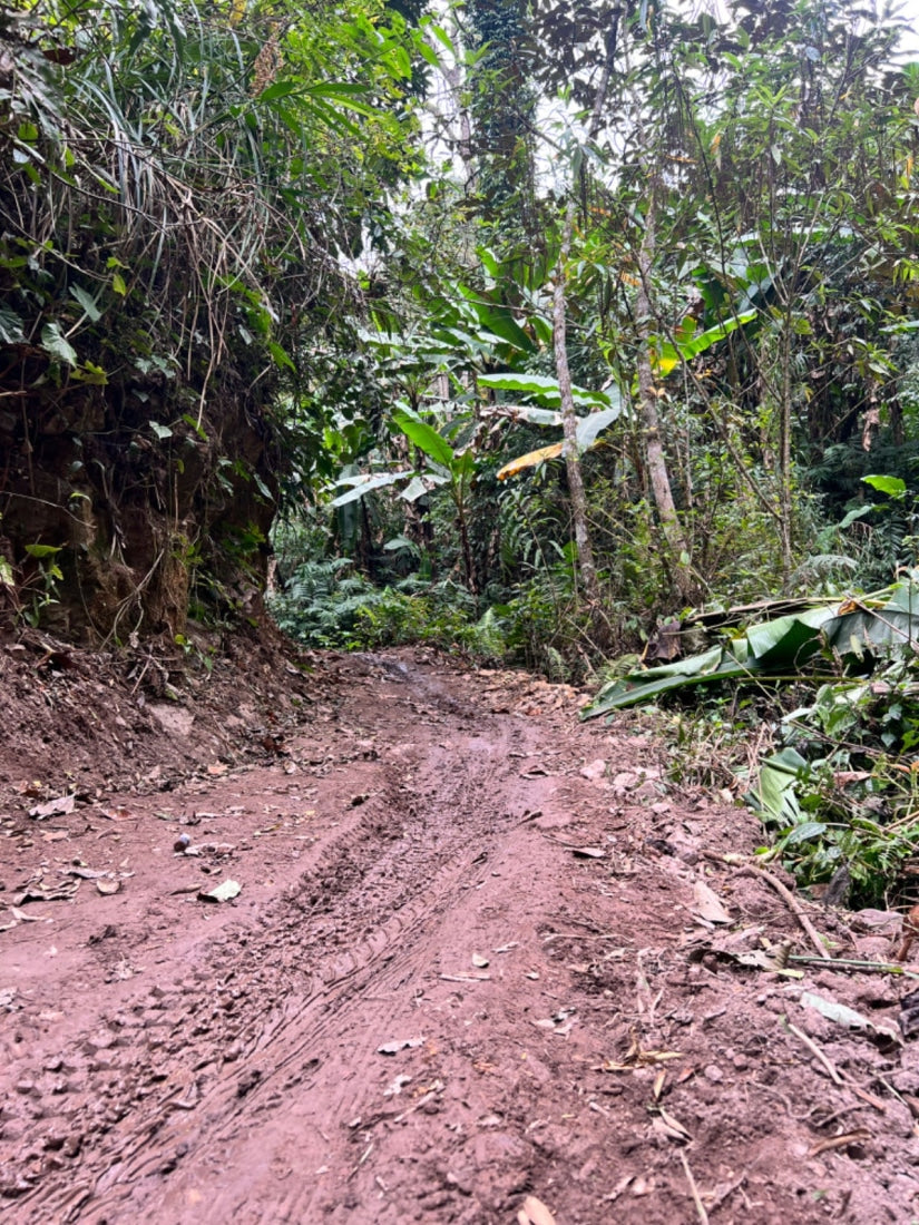 Prestigious Yiwu Tong Qing He Ancient Tree Gushu Raw Pu-erh Tea