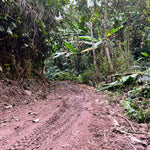 Prestigious Yiwu Tong Qing He Ancient Tree Gushu Raw Pu-erh Tea