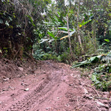 Prestigious Yiwu Tong Qing He Ancient Tree Gushu Raw Pu-erh Tea